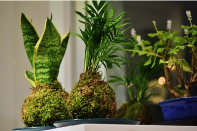 Piante ornamentali e tropicali