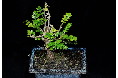 Bonsai e prebonsai