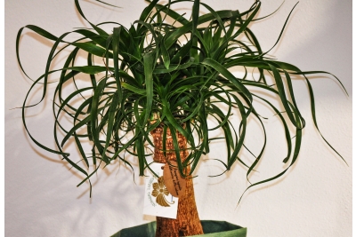 Piante particolari